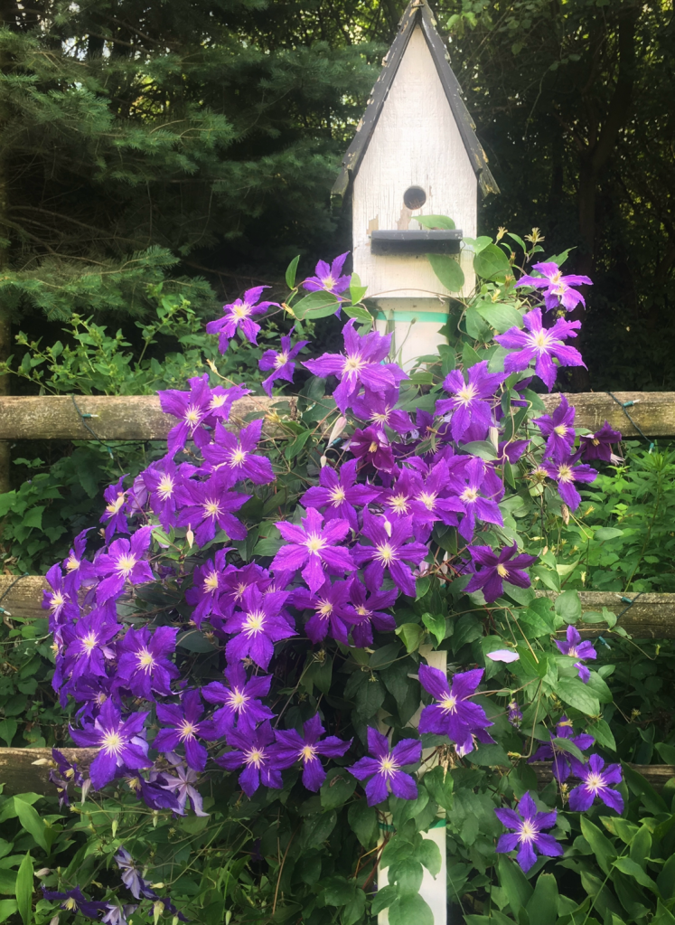 Purple clematis blooming around a birdhouse in my garden.