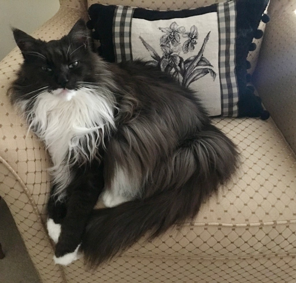 Scottie, my beloved Maine Coon, relaxing in one of his many favorite chairs.