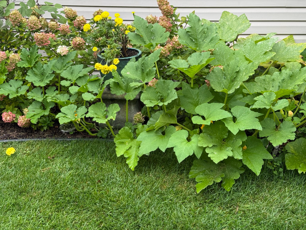 Pumpkin vine with large green leaves extending from a flower bed onto the lawn.