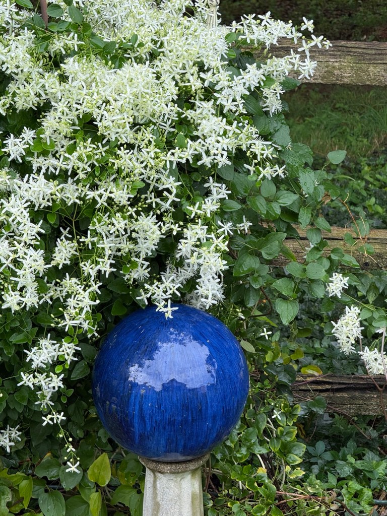 White clematis blossoms cascading down a wooden fence above a cobalt blue gazing ball.