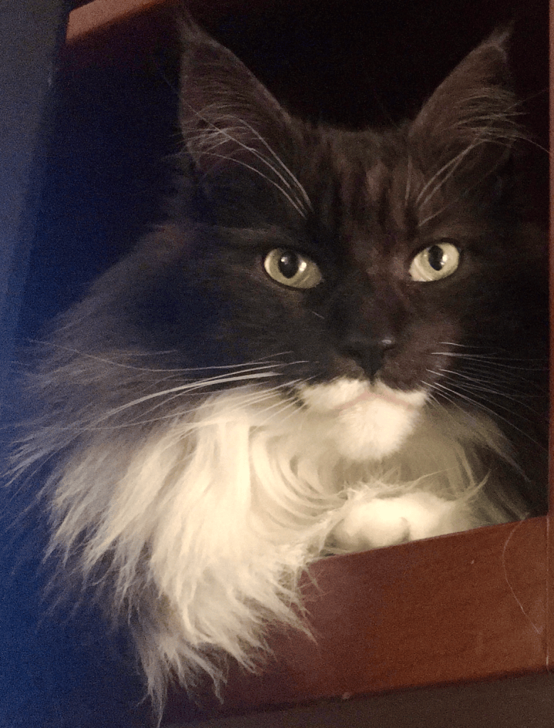 Close-up of Scottie, an adult black-and-white Maine Coon, looking at the camera with green eyes, tufted ears, and a full white ruff.
