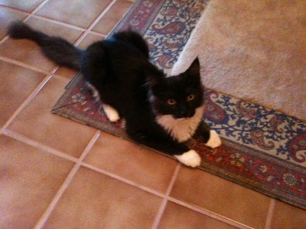 Scottie as a young black-and-white Maine Coon, looking up at the camera with his white chest and large white paws.
