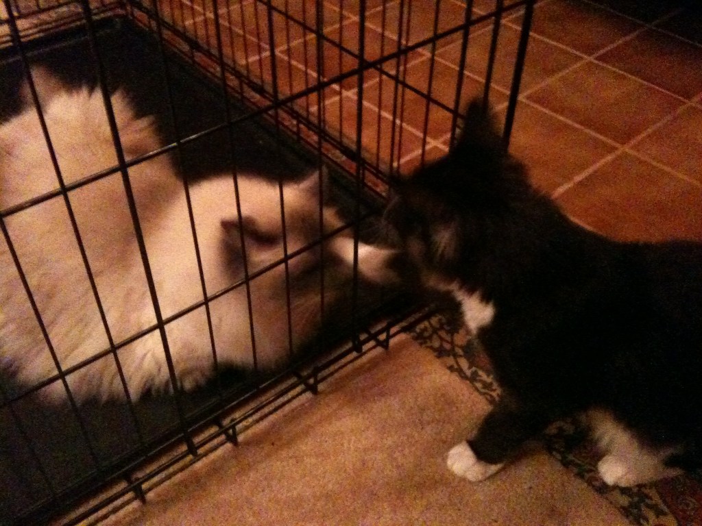 Scottie, a black-and-white Maine Coon kitten, meeting Dresden, a blue-point  Ragdoll, nose-to-nose through the bars of a crate.
