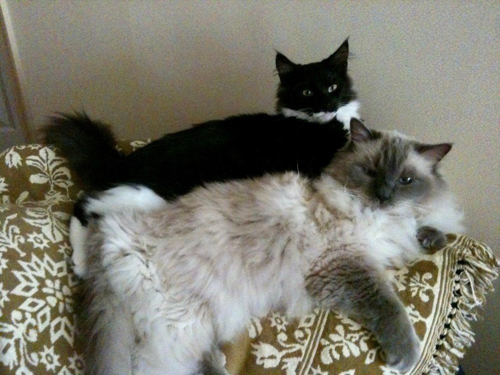 Scottie, a black-and-white Maine Coon, resting behind Dresden, a blue-point Ragdoll, on top of a favorite chair.