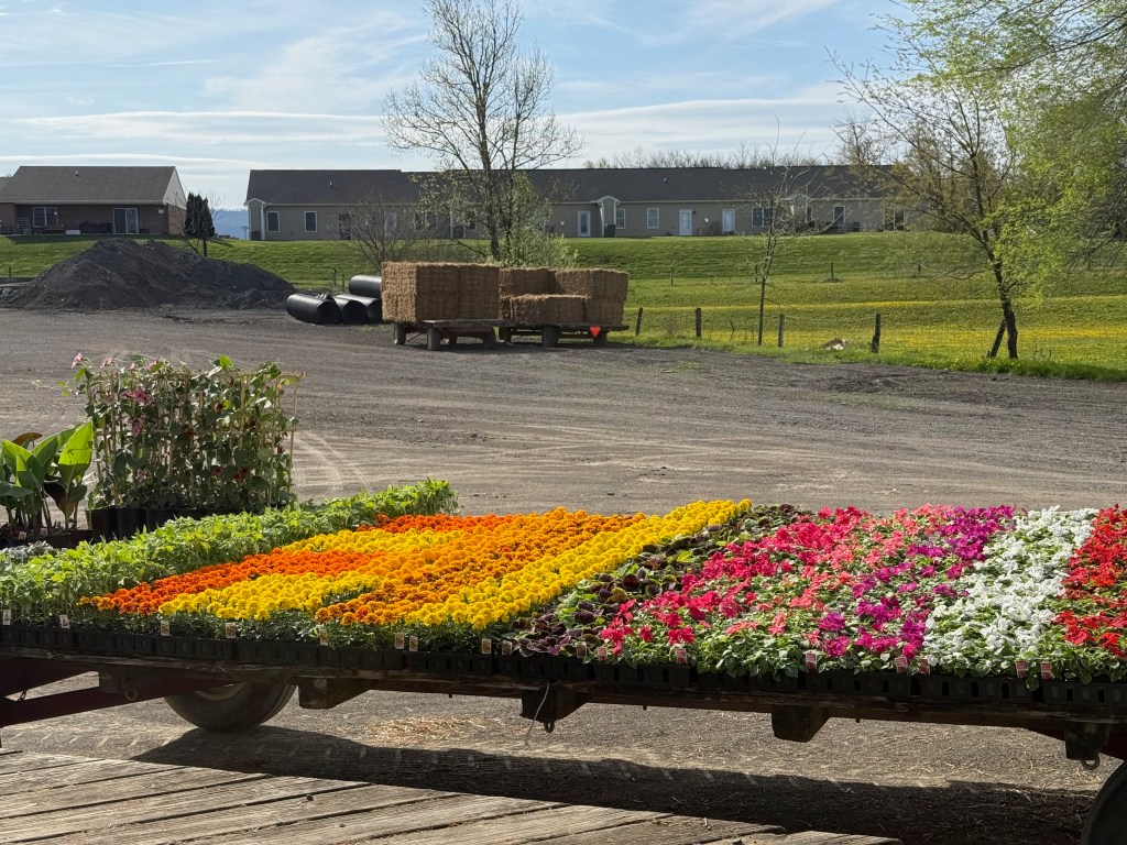 Going, Going, Grown: A Trip to the Plant&nbsp;Auction
