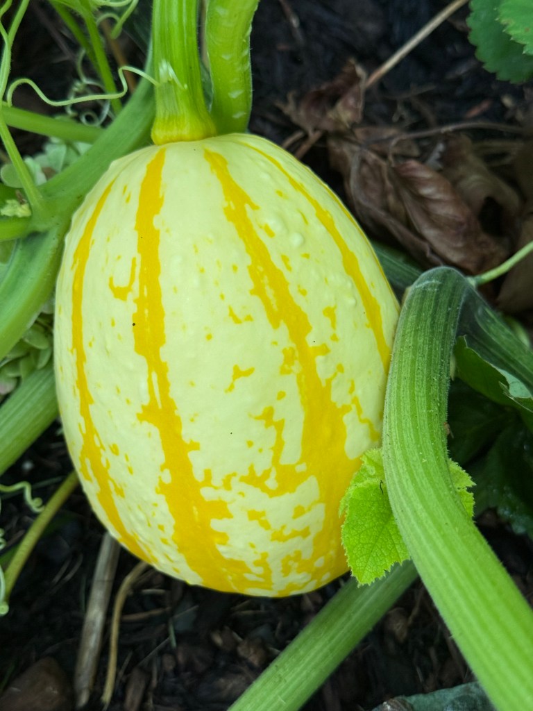 Cream colored pumpkin with yellow stripes growing among green vines in the garden.