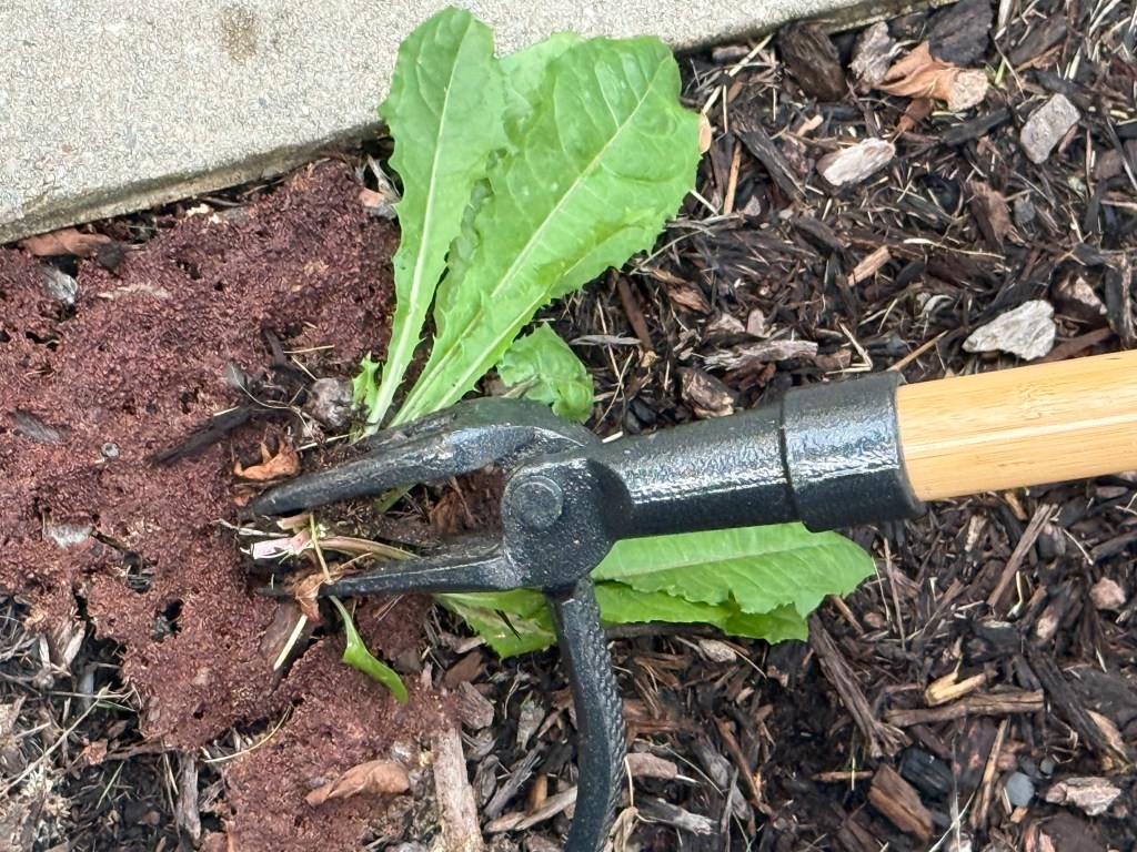 Close-up of Grampa’s Weeder’s metal claws around the base of a leafy weed beside a garden border.
