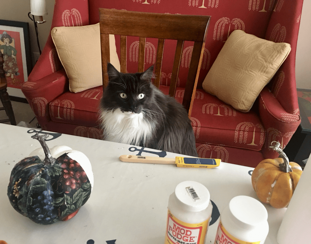 Scottie sitting on my craft table among decoupaged pumpkins and Mod Podge supplies.